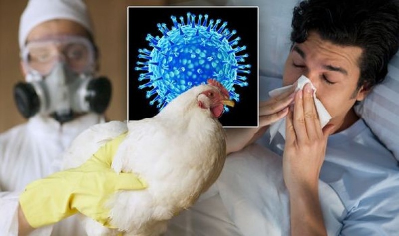 Cúm A-H5N1 - Bệnh thuộc nhóm A