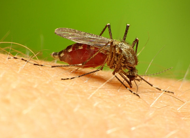  Sốt đăng gơ do virus dengue gây ra